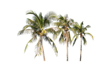 coconut trees isolated on white background