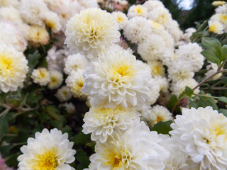 autumn flowers: white chrysantemums
