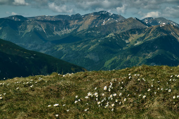 Flowers anemones on a grassy meadow in the Tatra Mountains in Poland.
