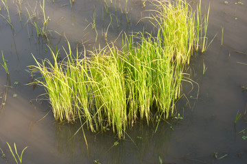 Young rice sprout