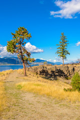 Lonely tree growing on top of the rock and lake background.