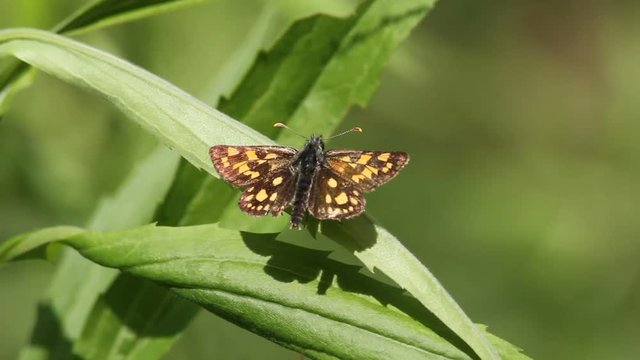 Chequered skipper (Carterocephalus palaemon) sitting on a blade of grass