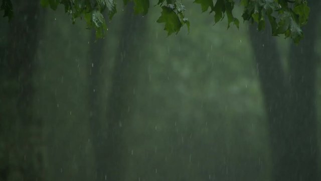 Heavy downpour with leaves and foliage