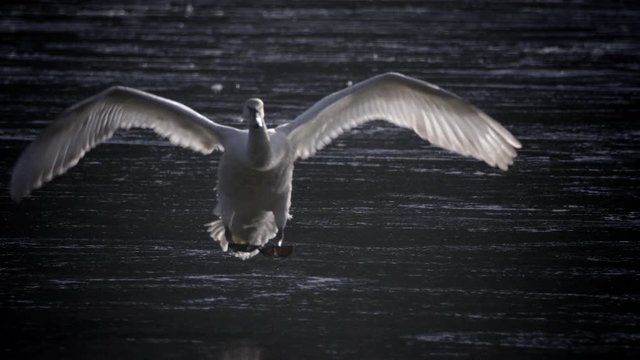 Slow motion of swan flying over water