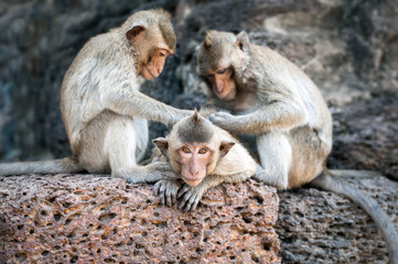 Long tailed macaque monkeys relaxing at Prang Sam Yot temple ruins. Lopburi, Thailand travel destinations