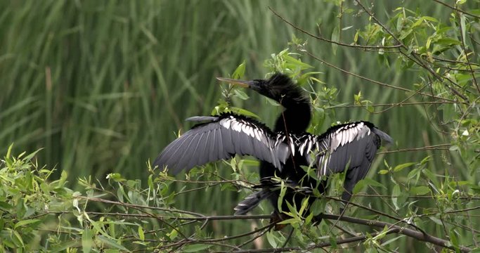 Anhinga perching on branch with spread wings