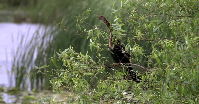 Anhinga perching on branch in Everglades