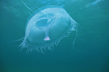 Obraz premium Aequorea jellyfish hovering in open water.
