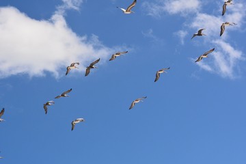 Pelicans in Fighter Formation