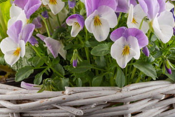 biało fioletowe kwiaty bratka  - obrazy, fototapety, plakaty