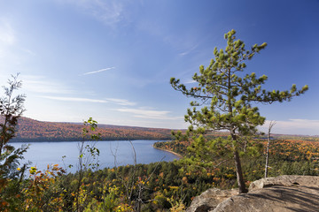 White Pine Tree Overlooking an Autumn Lake - Ontario, Canada