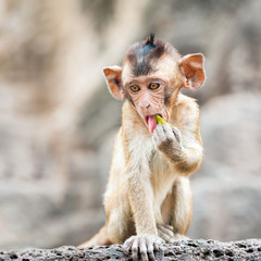 Long tailed macaque monkeys relaxing at Prang Sam Yot temple ruins. Lopburi, Thailand travel destinations