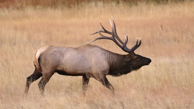 Tracking shot of bull elk walking in meadow