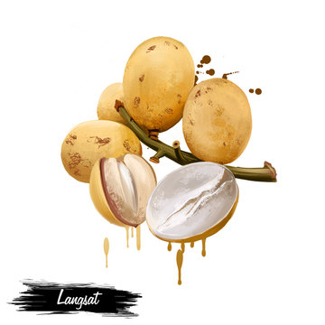Longkong, Langsat or Lanzones fruit isolated on white