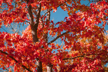 Red Autumn Foliage