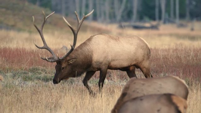 Slow motion of group of elks grazing in Yellowstone National Park