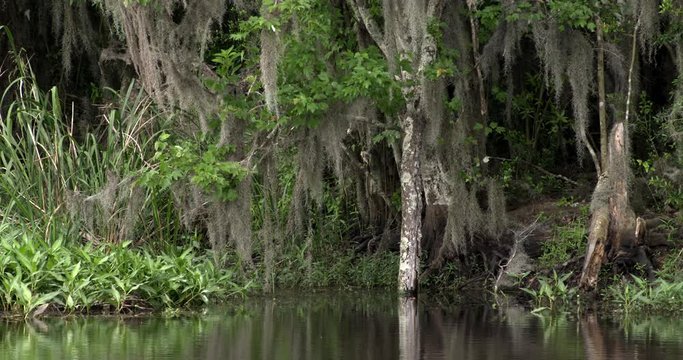 Scenic view of swamp in Everglades