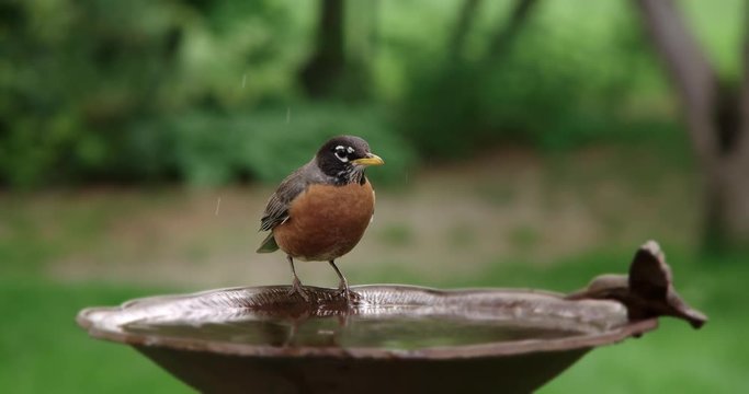 Close up of American robin drinking water from birdbath