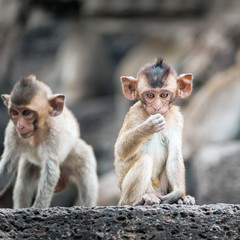 Long tailed macaque monkeys relaxing at Prang Sam Yot temple ruins. Lopburi, Thailand travel destinations