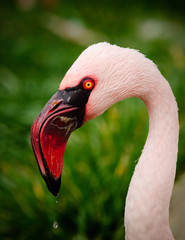 Fototapeta premium Flamingo Water Droplet