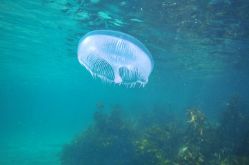 Naklejka premium Aequorea jellyfish hovering above kelp.