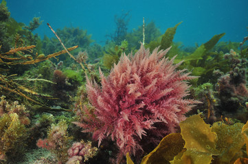Fototapeta na wymiar Bright colours of various sea weeds (algae) under surface of temperate southern Pacific ocean.