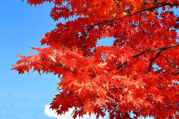 紅葉