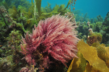 Bright colours of various sea weeds (algae) under surface of temperate southern Pacific ocean. © Daniel Poloha