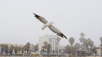 Fototapeta na wymiar Seagul on Venice Beach