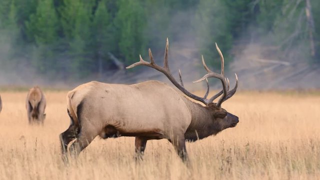 Tracking shot of bull elk walking in foggy meadow with large antlers