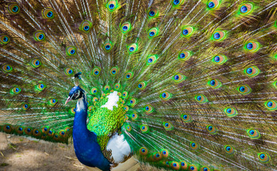 Naklejka premium Peacock. Portrait of beautiful peacock with feathers out. Close up of peacock showing its beautiful feathers. Male peacock displaying his tail feathers. Spread tail-feathers of peacock are dating.