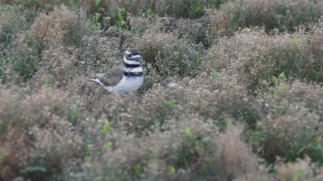 Tracking shot of killdeer bird walking in forest