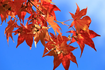 紅葉