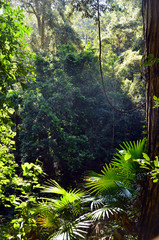 Light filtering through into rainforest understory of ferns, palms and vines. dark background for copy space.