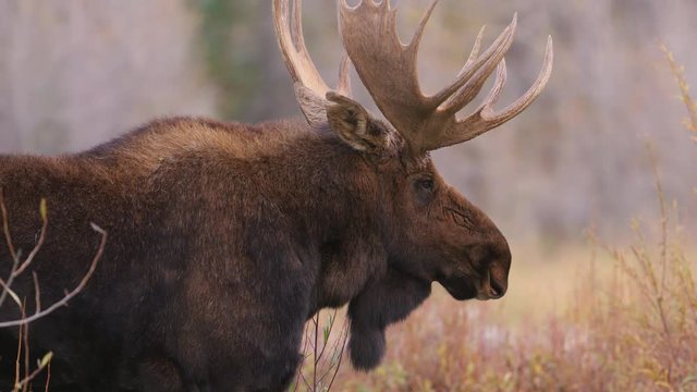 Close up of large bull moose standing in Grand Teton National Park