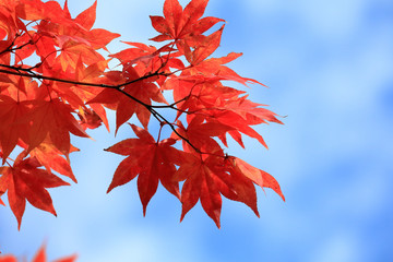 紅葉