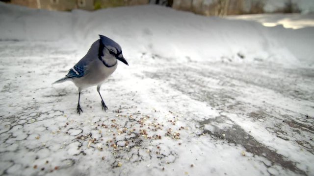 Close up of blue jay flies away after feeding