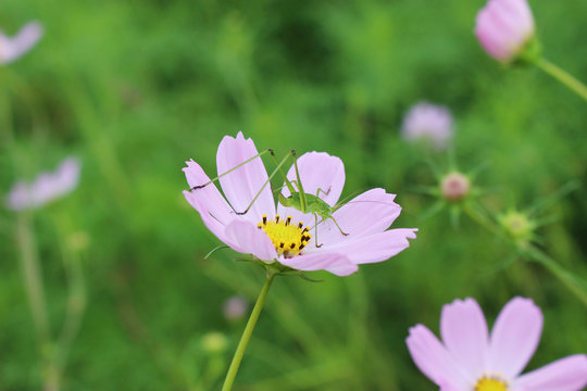 コスモスの花の中のキリギリスの幼虫（メス）