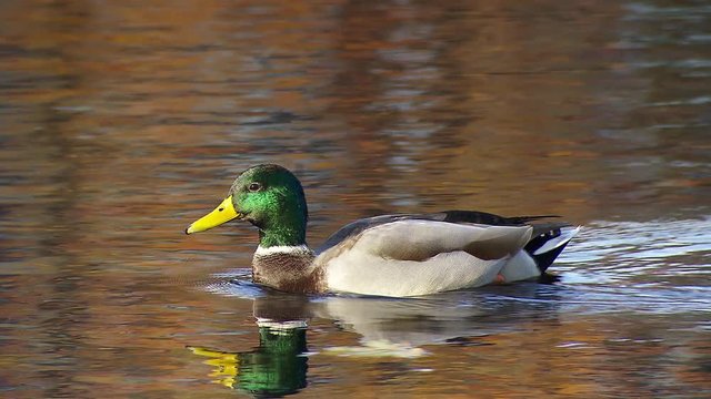 Tracking shot of duck swimming in water