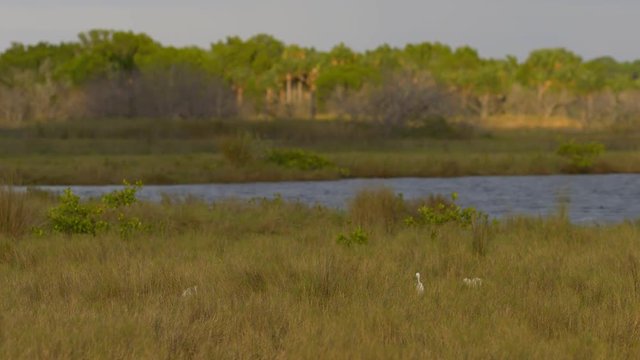 Tracking shot of egret flying over wetlands