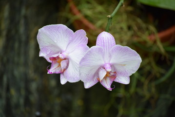 White and Purple Orchids