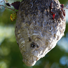 Bald-faced Hornets at their nest at dawn