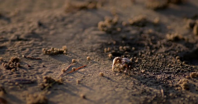 Close up of fiddler crab feeding in sand