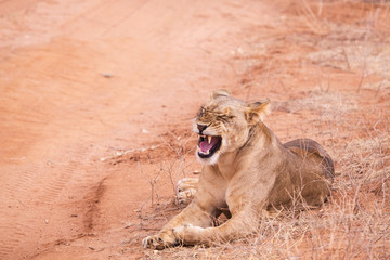 lionesses in Aberdare National Park, Kenya