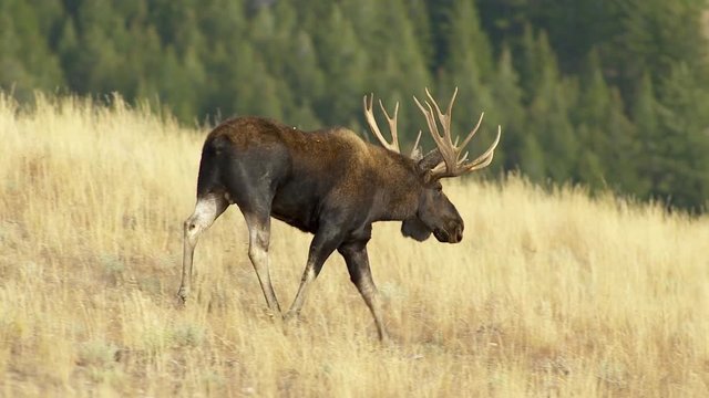 Tracking shot of bull moose walking in grassy field