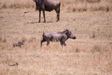 Pumba and his son Masai Mara in Kenya, Africa