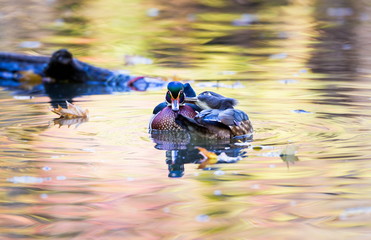 Wood duck male or Carolina duck is a species of perching duck found in North America. It is one of the most colorful North American waterfowl. Swimming in a lake ablaze with the colors of fall.
