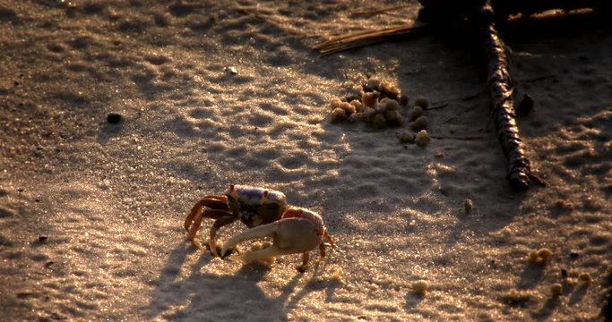 Close up of fiddler crab feeding in sand