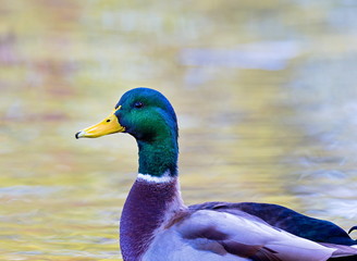 Mallard male is a species of perching duck found in North America. It is one of the most colorful North American waterfowl. Standing by a lake ablaze with the colors of fall autumn leaves.