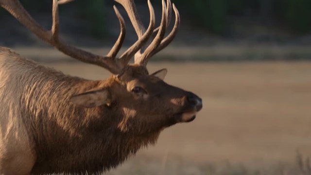 Close up of bull elk walking in meadow at Yellowstone National Park